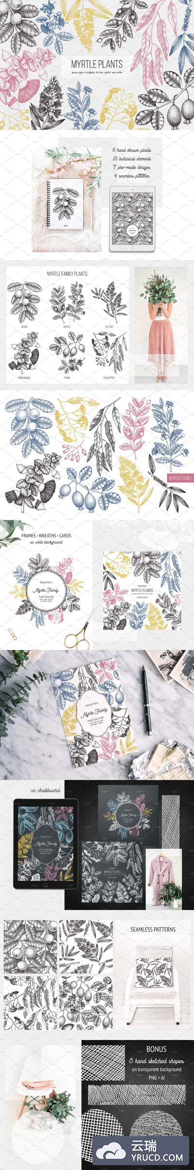 桃金娘植物矢量图形 Vector Myrtle Plants Sketches