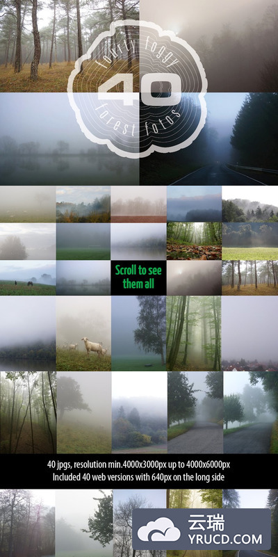 迷雾森林高清照片素材 Foggy Forest Photo Pack