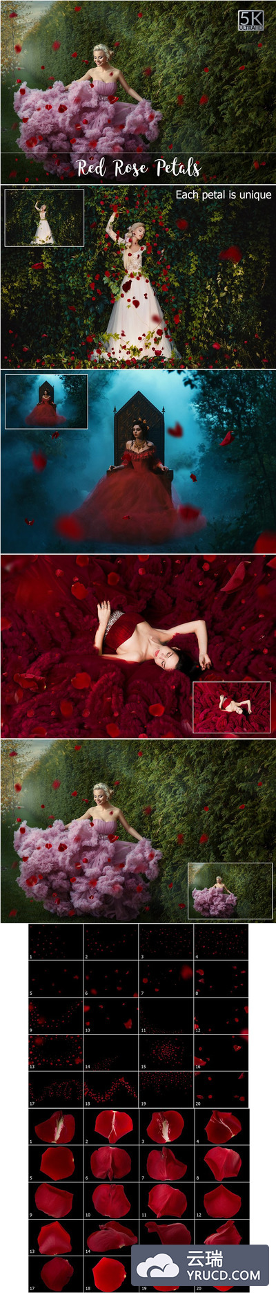 5K红色玫瑰花瓣叠层 5K Red Rose Petals Overlays