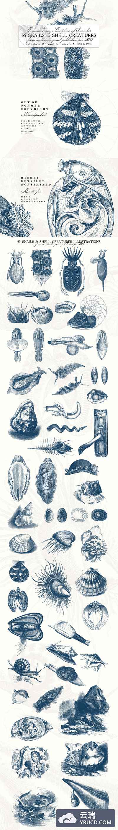 航海图形插画 55 Snails and Shell Creatures Illus.