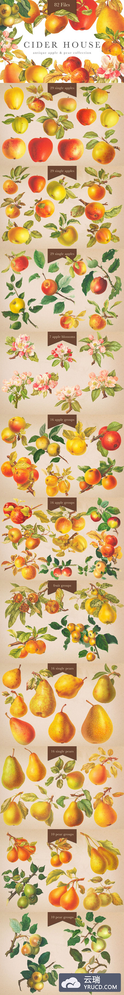 水果插画素材集 Cider House Apple & Pear Graphics