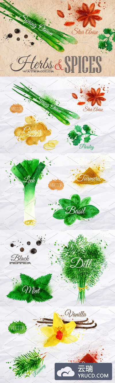 香草香料水彩插画背景纹理 Herbs spices watercolor