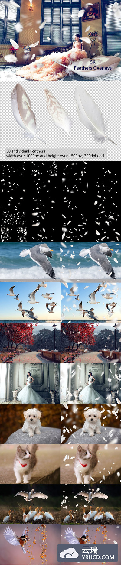 5K羽毛叠层背景 5K Feathers Overlays