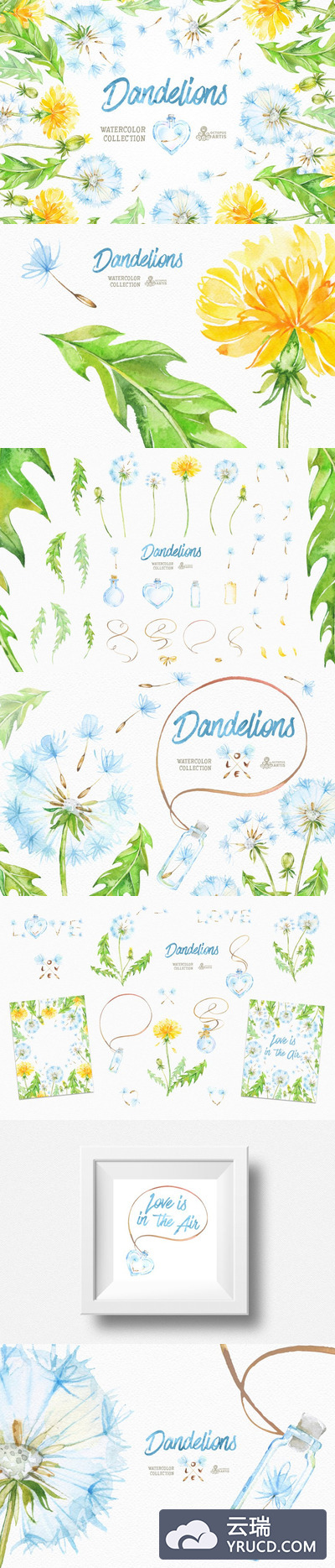 蒲公英花卉插画集 Dandelions. Floral Collection