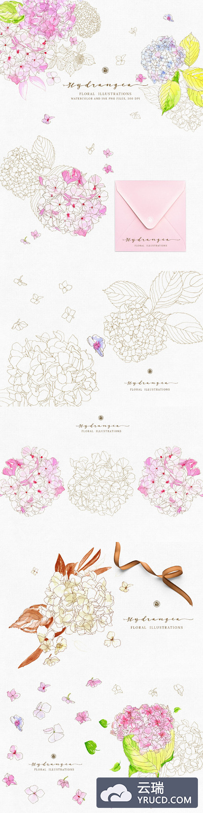 八仙花属水彩剪贴画集 Hydrangea - watercolor and ink