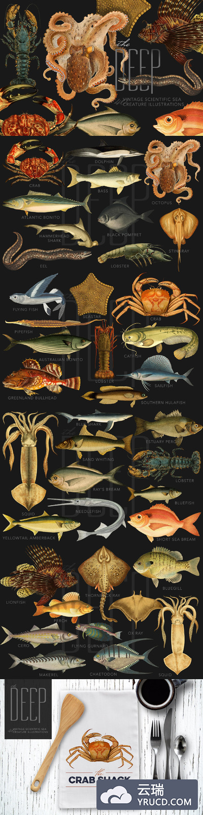 深海生物插图 The Deep Sea Creature Illustrations