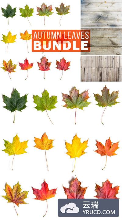秋季树叶图片包 Autumn Leaves Bundle