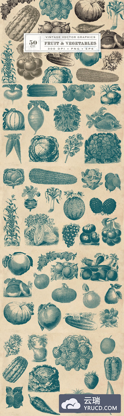 复古素描水果插图 Vintage Fruit & Vegetable Graphics