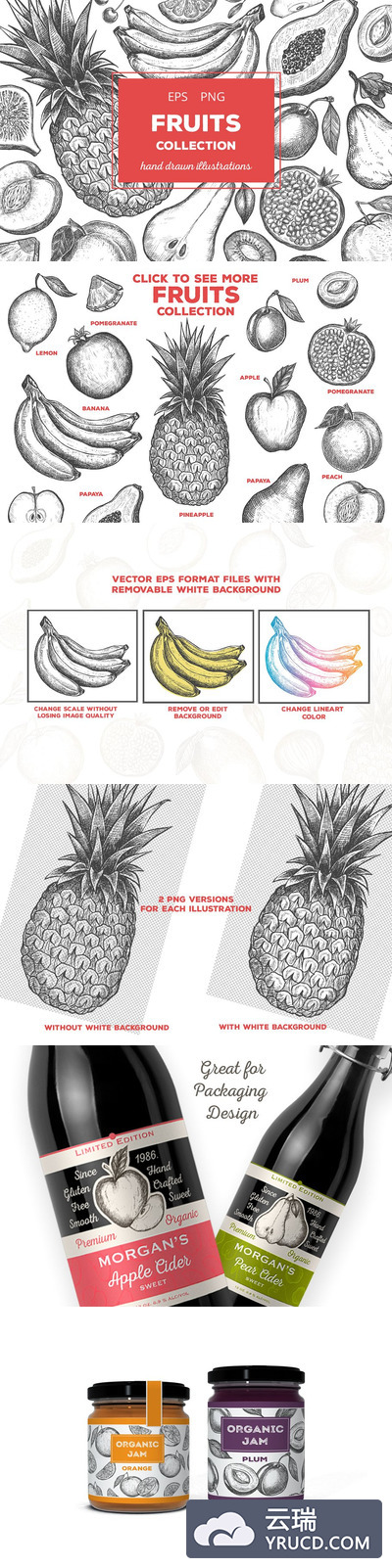 水果素描插画 Fruits Illustrations