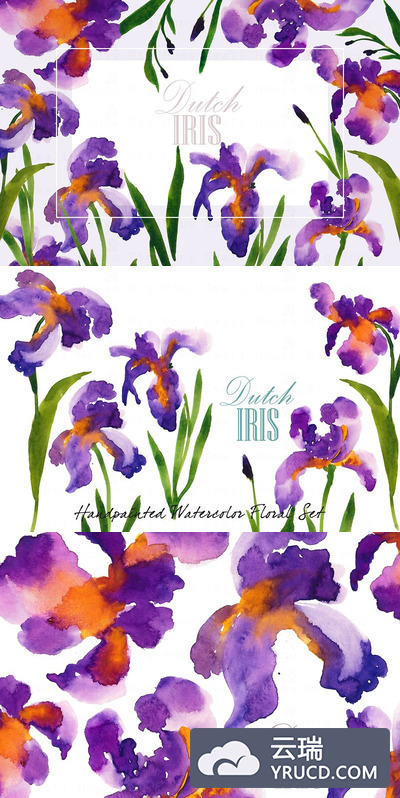 水彩荷兰鸢尾剪贴画 Dutch Iris-Watercolor Clip Art