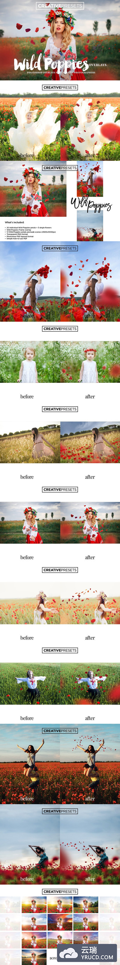 深红野生罂粟的花瓣照片叠加 Wild Poppies Photo Overlays