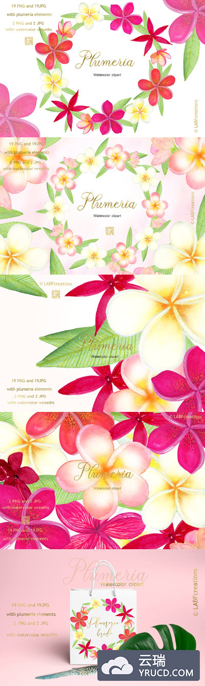 梅花属热带水彩花 Plumeria Tropical watercolor flowers