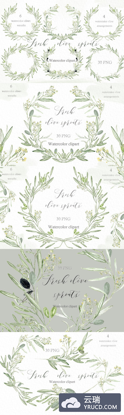 绿植橄榄花环插画 Olive sprouts wreaths branch clipart