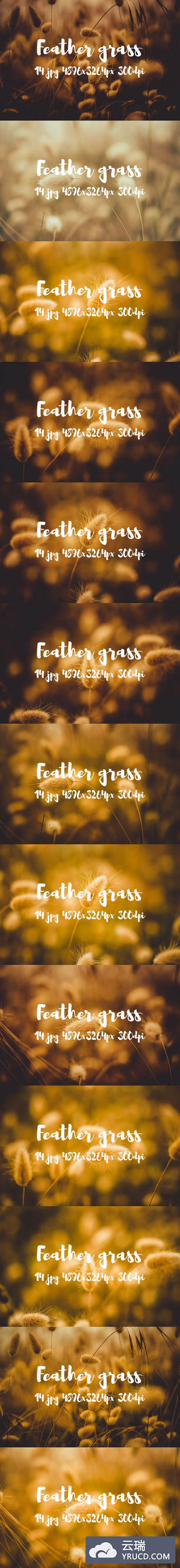 羽毛草照片包 Feather grass photo pack