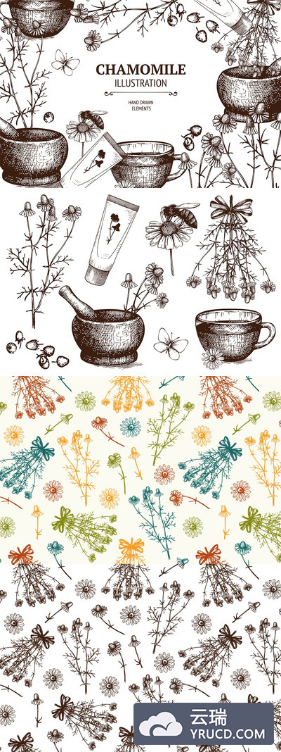 经典甘菊插图 Vintage Camomile Illustrations