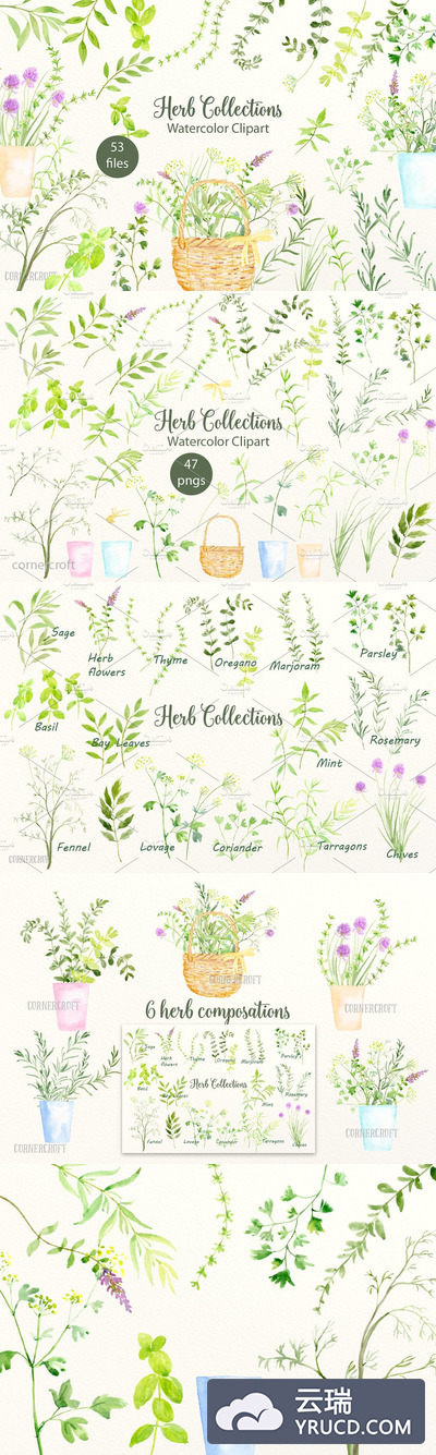 水彩草本植物图形插画 Watercolour Herb Illustration