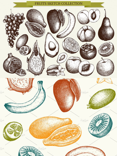 水果插图矢量集 Vector Fruits Illustrations Set