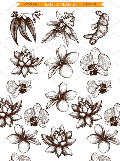 素描的奇花异草插画 6 Vector Exotic Flowers