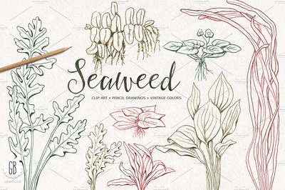 经典手绘海藻插画下载 Seaweeds, hand drawn, vintage