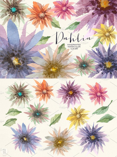 水彩花卉插画 Aquarelle dahlia flowers