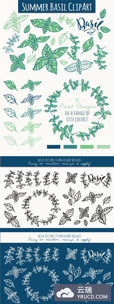 夏天罗勒属植物手绘矢量剪贴画 Summer Basil ClipArt & Vectors