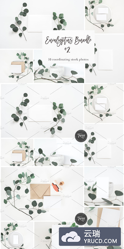 库存照片logo样机 Stock Photos | Eucalyptus Bundle #2