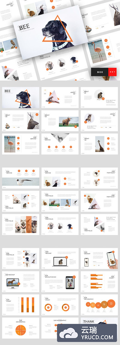 时尚高端稀有少见的可爱宠物动物powerpoint幻灯片演示模板（pptx）