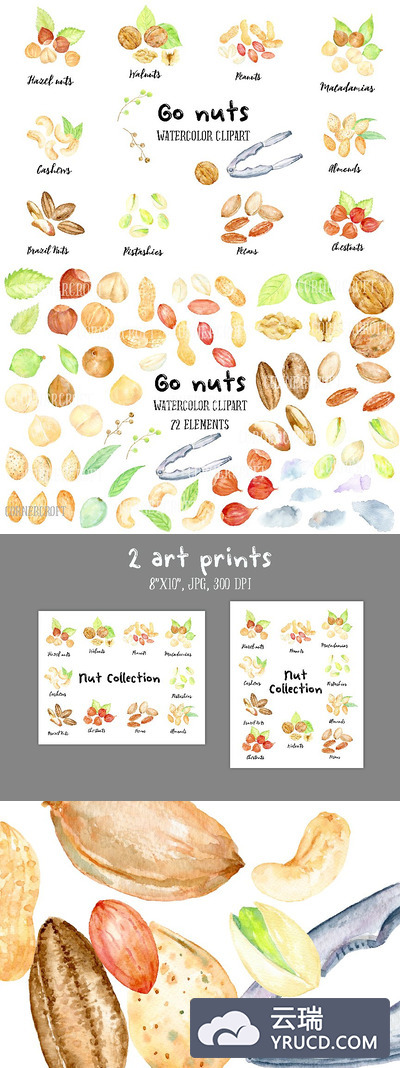 水彩坚果矢量插图 Watercolor Nuts Illustration