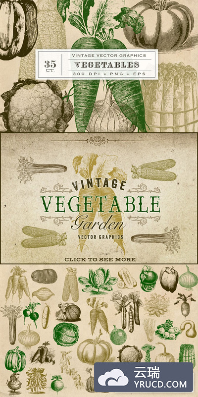 经典蔬菜插画 Vintage Vegetable Garden Graphics
