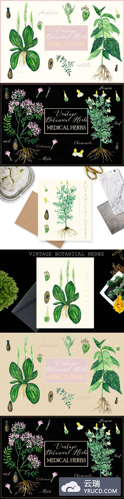 医学植物学插画 Botanical medical plants Vintage