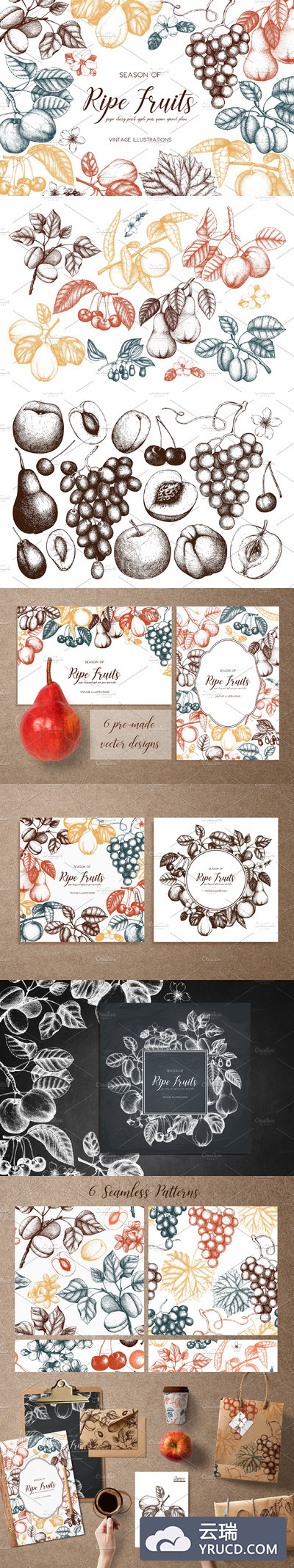 矢量水果插图 Vector Ripe Fruits Illustrations