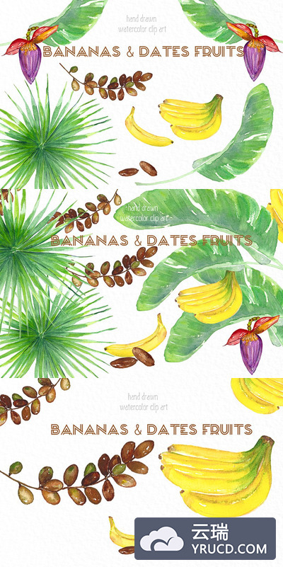 水彩热带香蕉插画 Banana & dates tropical watercolor
