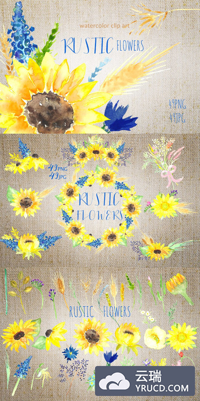 向日葵水彩logo设计 Sunflowers rustic watercolor clipart