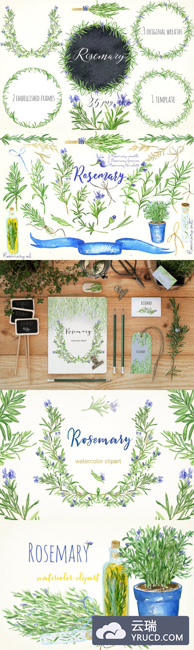 浪漫水彩手绘剪贴画集 Rosemary. Watercolor clip art.