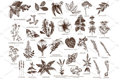 矢量种子植物素描插画 Vector Plants, Herbs, Seeds Set