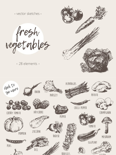 素描蔬菜插画 Set of high detail vegetables