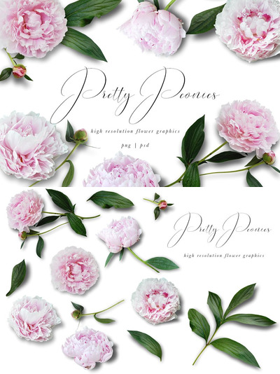 漂亮的牡丹图形素材 Pretty Peonies Graphics
