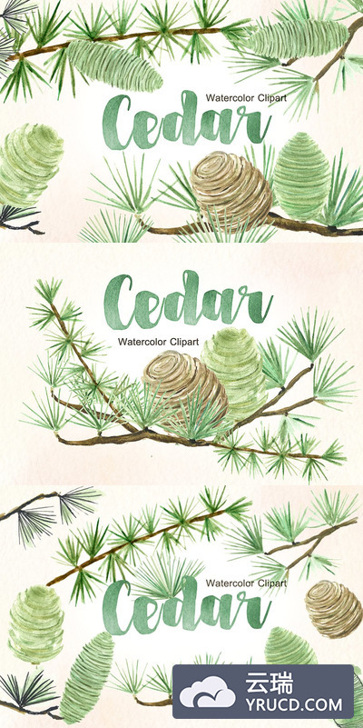 雪松香柏植物水彩剪贴画 Cedar. Forest watercolor cliparts.