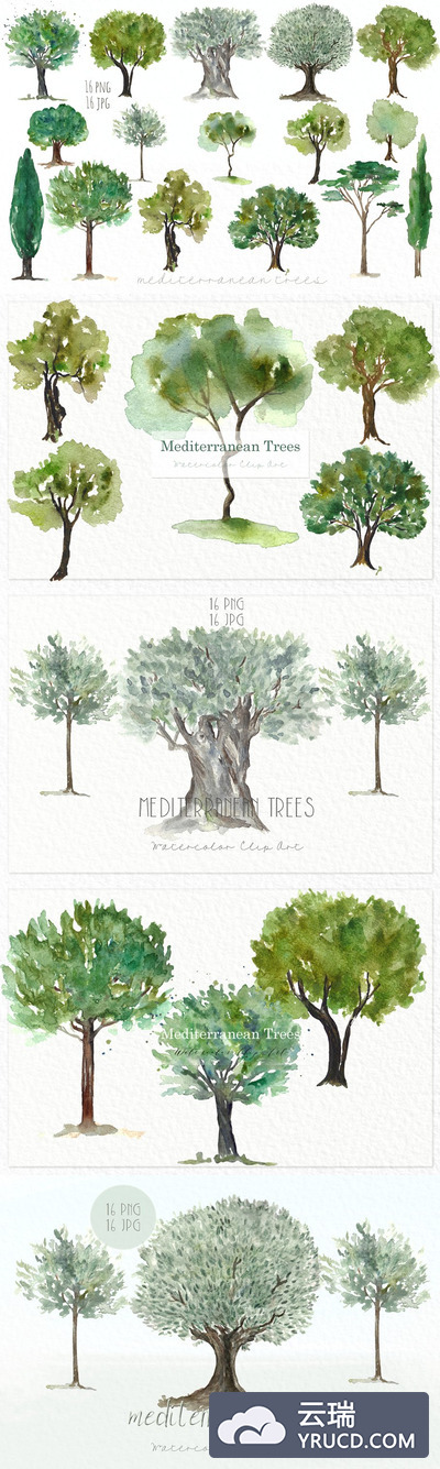 橄榄树植物素材剪贴画 Trees  olives mediterranean clip art