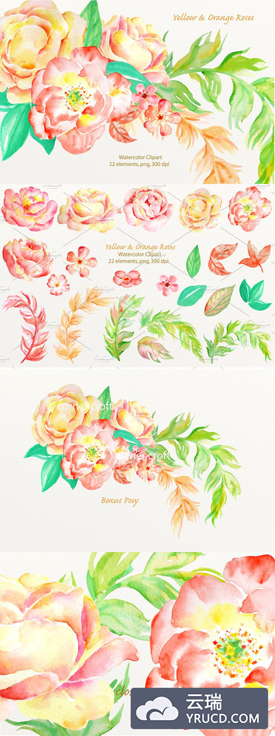 橙色水彩玫瑰插画 Watercolor Orange Rose