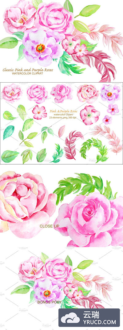 经典的水彩玫瑰剪贴画 Watercolor Classic Rose Clip Art