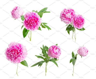 牡丹花卉素材 Peonies
