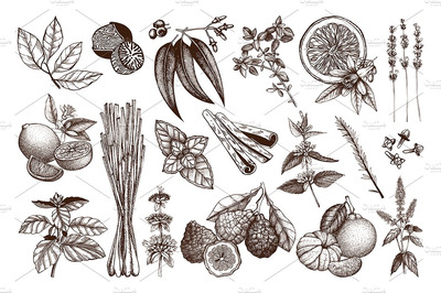 植物水果素描插画素材 Vector Herbs & Fruits Illustrations