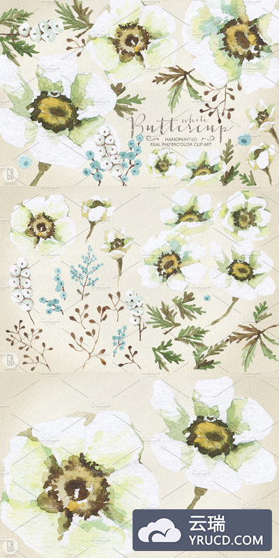 水彩白毛茛属植物花卉素材 Aquarelle white buttercup