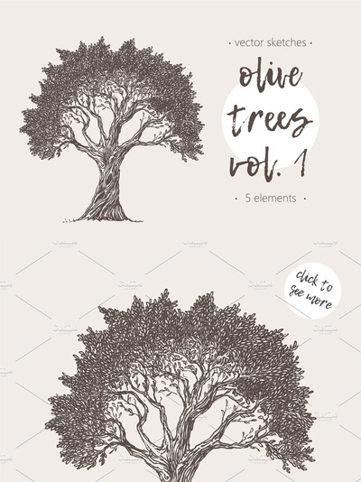 素描橄榄树插画 Set of illustrations of olive trees