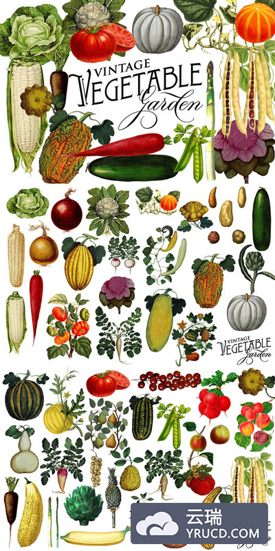 经典的蔬菜插画 Vintage Vegetable Botanical Graphics