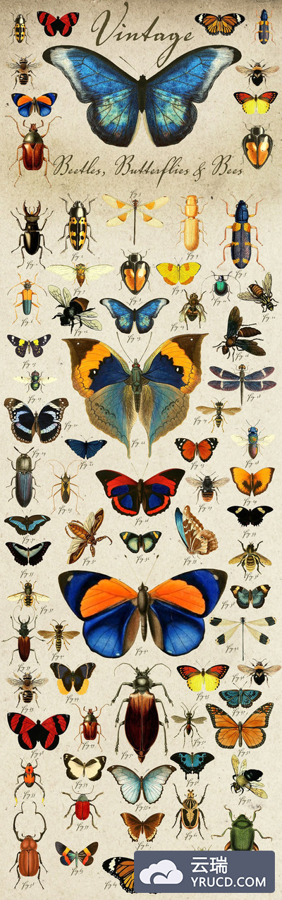 经典的昆虫素材插图 Vintage Beetles, Butterflies & Bees