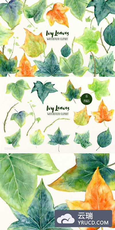 水彩常青藤叶插图 Watercolor Ivy Leaf Illustration