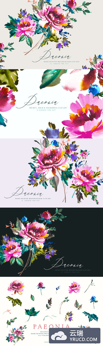 手绘芍药花素材插画 Hand Painted Clip Art - Paeonia