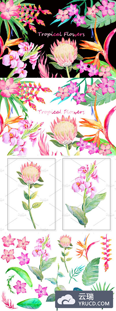 水彩热带花卉插画 Watercolor Tropical Foliage Flowers